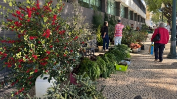 Imagem de Venda de pinheiros e ramagens para o natal já teve melhores dias (vídeo)