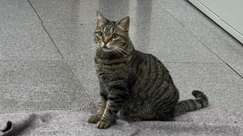 Imagem de Fogo de artifício provoca medo e ansiedade aos animais (vídeo)