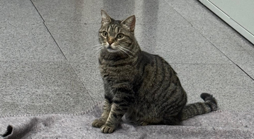 Imagem de Fogo de artifício provoca medo e ansiedade aos animais (vídeo)