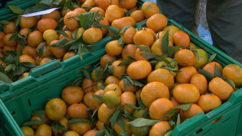 Imagem de Tangerina é ‘rainha’ na Noite do Mercado do Funchal (vídeo)