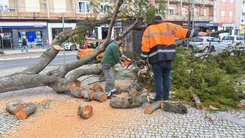 Imagem de Quatro mortos em Leiria, cinco no total do país