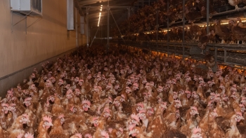 Imagem de Galinhas poedeiras têm de ser declaradas em fevereiro