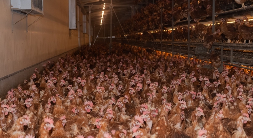 Imagem de Galinhas poedeiras têm de ser declaradas em fevereiro