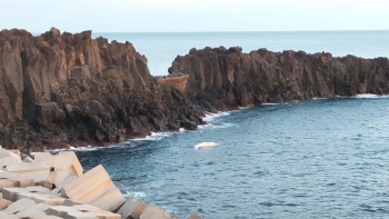 Imagem de Baleia em decomposição encontrada junto à costa de Câmara de Lobos (áudio)