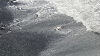 Imagem de Baleia dá à costa na Praia dos Anjos (vídeo)