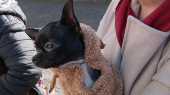 Imagem de Animais receberam bênção nos Prazeres (vídeo)