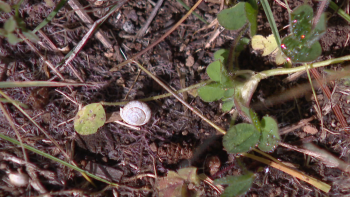 Imagem de Região tem mais de 300 espécies de caracóis (vídeo)