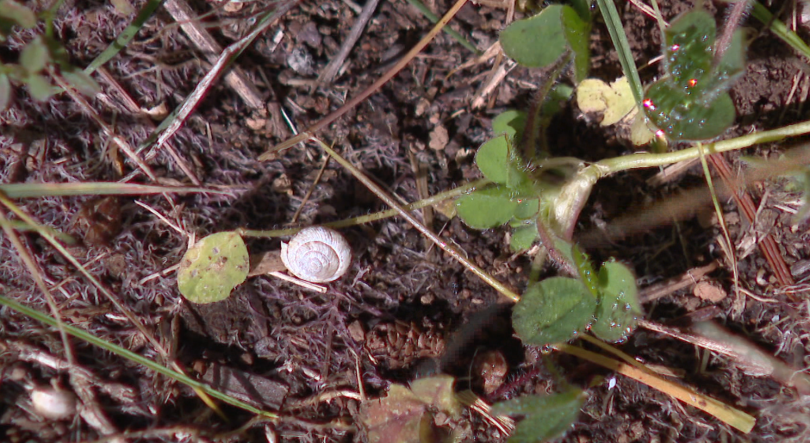 Imagem de Região tem mais de 300 espécies de caracóis (vídeo)