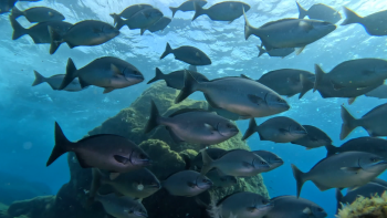 Imagem de Especialistas alertam para a mitigação urgente das alterações climáticas (vídeo)
