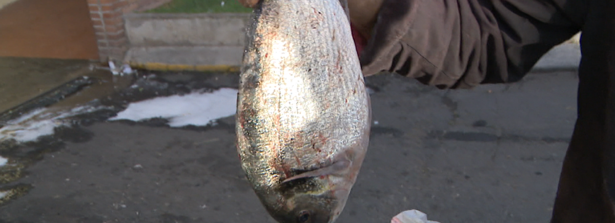 Imagem de Corrida à pesca da dourada na Calheta e Ribeira Brava (vídeo)