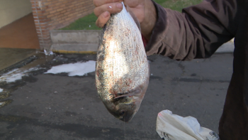 Imagem de Corrida à pesca da dourada na Calheta e Ribeira Brava (vídeo)