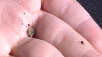 Imagem de Região tem mais de 300 espécies de caracóis (vídeo)