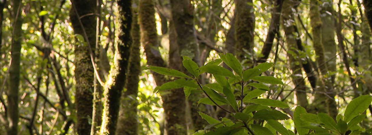 Imagem de Área agrícola diminuiu de forma considerável desde 2008 (vídeo)