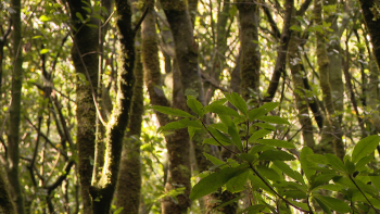 Imagem de Área agrícola diminuiu de forma considerável desde 2008 (vídeo)