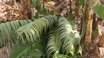Imagem de Passagem do ‘Francis’ faz novos prejuízos nas bananeiras (vídeo)