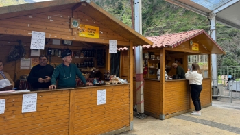 Imagem de Apicultores dividem-se em relação à produção de mel (áudio)