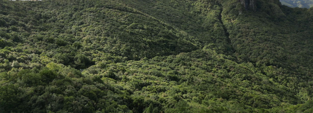 Imagem de Área da floresta Laurissilva mantém-se estável desde 2008 (vídeo)