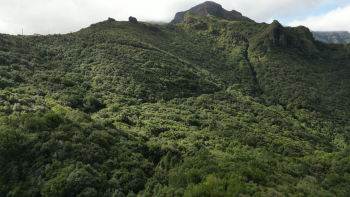 Imagem de Área da floresta Laurissilva mantém-se estável desde 2008 (áudio)