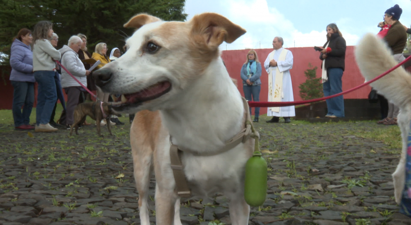 Imagem de Igreja benzeu alguns animais de companhia (vídeo)