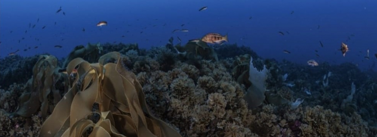 Imagem de Entrou em consulta pública a criação da Reserva Natural Marinha D. Carlos