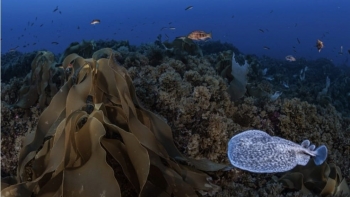 Imagem de Entrou em consulta pública a criação da Reserva Natural Marinha D. Carlos