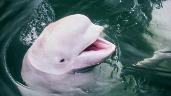 Imagem de Baleias-brancas do Alasca trocam de parceiro para garantir sobrevivência a longo prazo