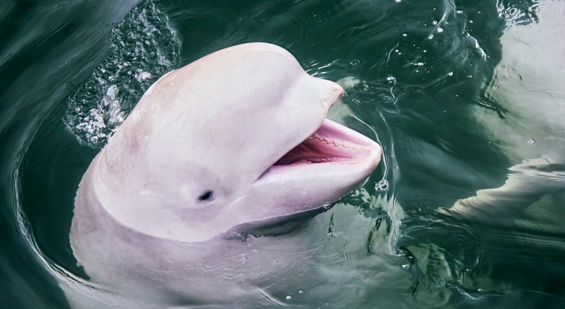 Imagem de Baleias-brancas do Alasca trocam de parceiro para garantir sobrevivência a longo prazo