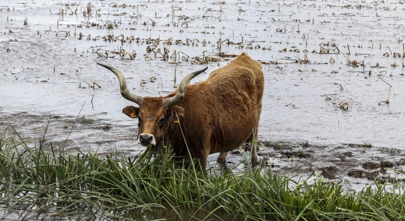Imagem de Comunicações móveis da NOS repostas em todas as sedes de concelho