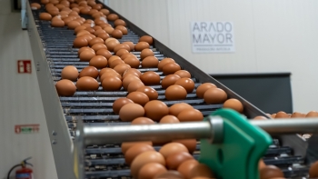 Imagem de Produzidos 38,7 milhões de ovos na Madeira em 2025