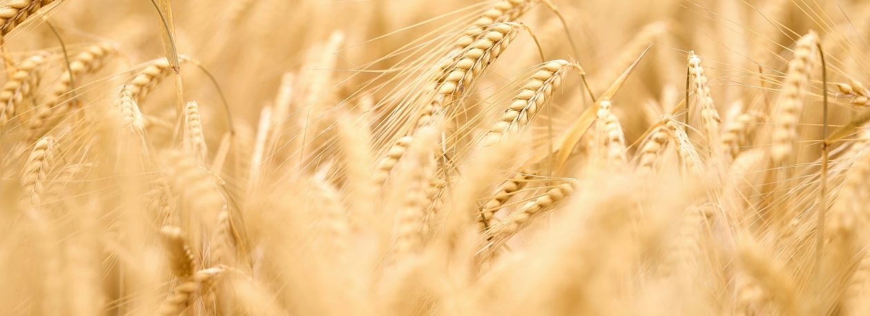Imagem de Reserva estratégica de cereais continua a ser necessária na Madeira (áudio)
