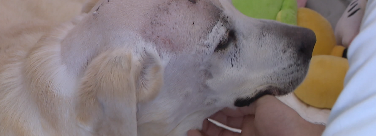 Imagem de PSP recebeu 26 queixas de maus tratos a animais (vídeo)