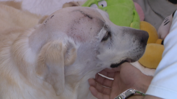 Imagem de PSP recebeu 26 queixas de maus tratos a animais (vídeo)