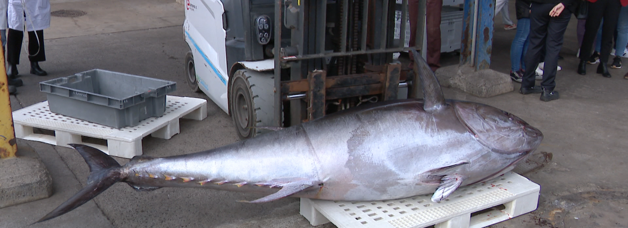 Imagem de Quota do atum rabilho vai subir 21% (vídeo)