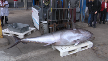 Imagem de Quota do atum rabilho vai subir 21% (vídeo)