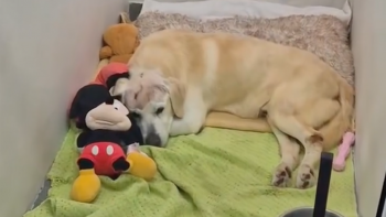 Imagem de Labrador brutalmente agredido no Caniçal