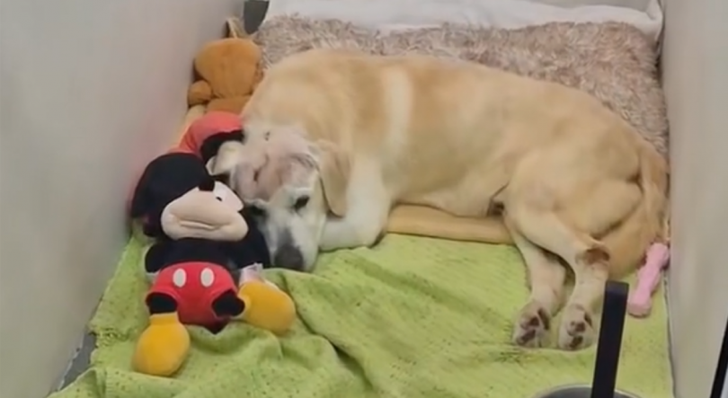 Imagem de Labrador brutalmente agredido no Caniçal