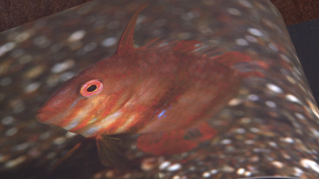 Imagem de 160 fotografias fazem parte do livro “Madeira Submersos” (vídeo)