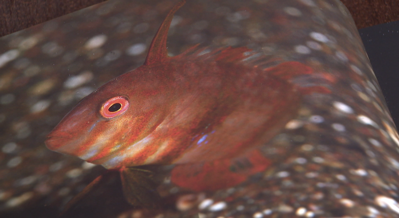Imagem de 160 fotografias fazem parte do livro “Madeira Submersos” (vídeo)