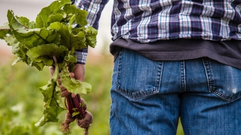 Imagem de Ordem dos Engenheiros Agrónomos alerta para falta de profissionais (áudio)