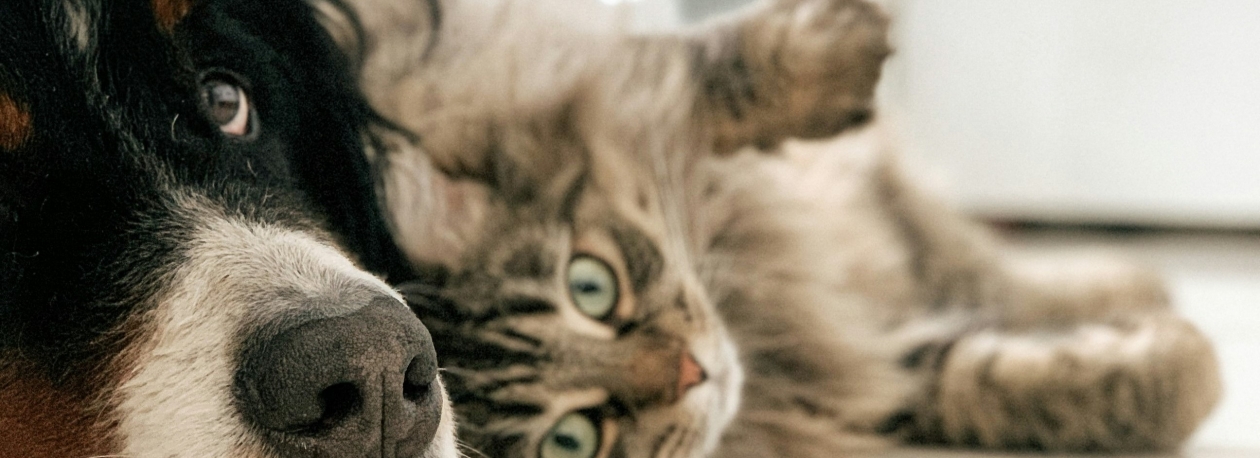 Imagem de 400 denúncias originaram apenas 6 crimes (vídeo)