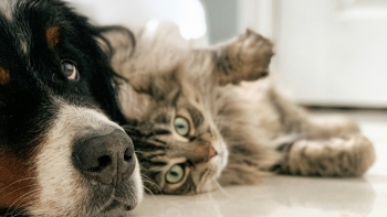 Imagem de 400 denúncias originaram apenas 6 crimes (vídeo)