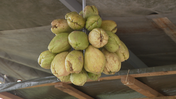 Imagem de Porto da Cruz voltou a receber a Festa da Pimpinela (vídeo)