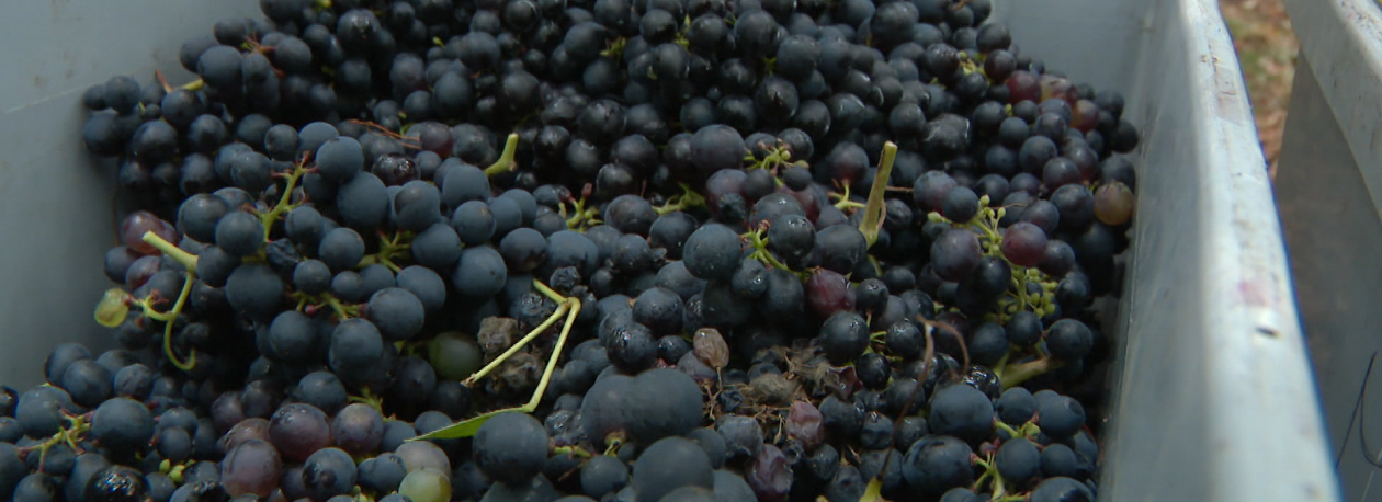 Imagem de IVBAM reforça castas tradicionais madeirenses (áudio)