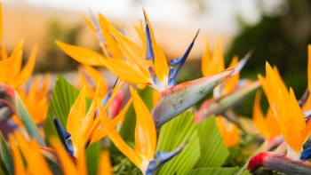 Imagem de Festa da Flor depende de importações e enfrenta subida de preços (áudio)