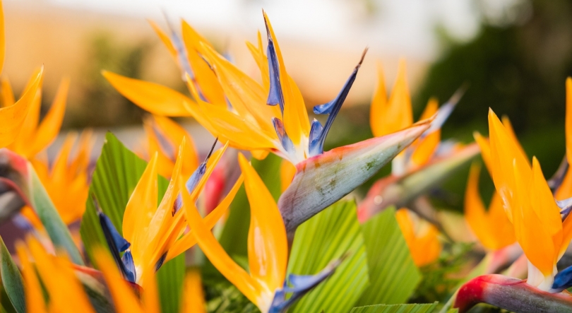Imagem de Festa da Flor na Madeira arrancou esta quinta-feira (vídeo)