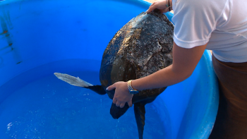 Imagem de Embarcação colidiu com duas tartarugas raras (vídeo)