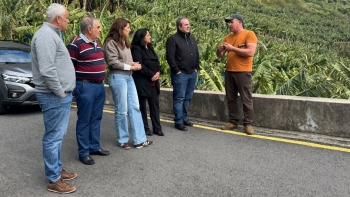 Imagem de PSD satisfeito com medidas do Governo para a banana (vídeo)