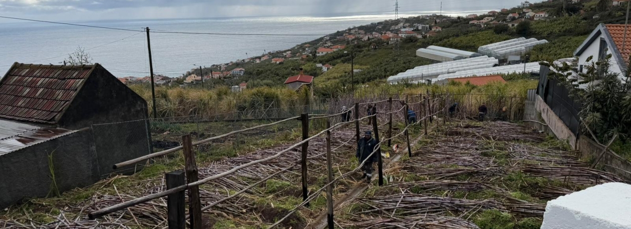 Imagem de Produção de cana cai na Ponta do Sol devido ao mau tempo (vídeo)