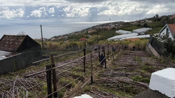 Imagem de Produção de cana cai na Ponta do Sol devido ao mau tempo (vídeo)