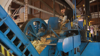 Imagem de Engenhos do Norte esperam moer 3.200 toneladas de cana (vídeo)